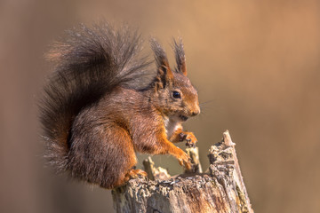 Naklejka na ściany i meble Red squirrel seated on trunk