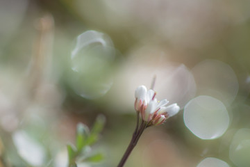 springtime floral blured bloom background pastel color