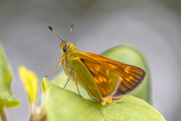 Large skipper resting on leaf of bush