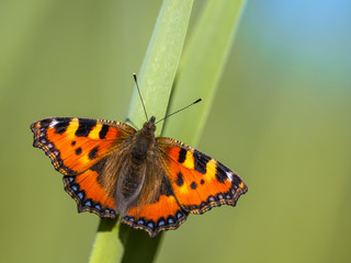 Small tortoiseshell butterfly
