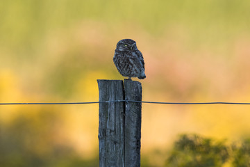 Ein freigestellter Steinkauz auf einem Zaunpfahl in der Abenddämmerung