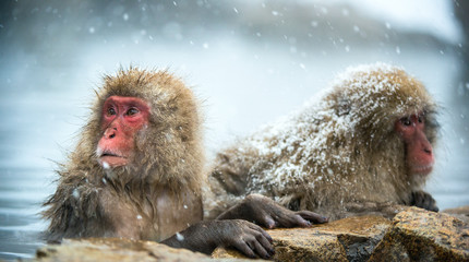 Fototapeta premium The Japanese macaques at Jigokudani natural hotsprings. Japanese macaque, Scientific name: Macaca fuscata, also known as the snow monkey.