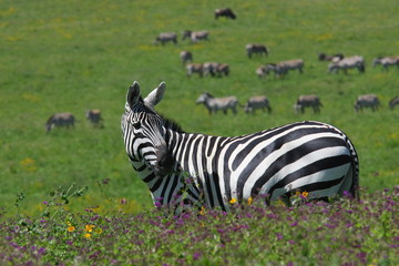Fototapeta na wymiar t is a photo of zebra standing in the field, that is full of beautiful flowers. Photo was taken in Africa, in reserve NgoroNgoro.
