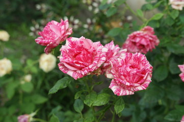 Red flowers in the garden