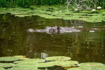 Nearly submerged hippotomus in blue water yawns wide open, showing all its teeth, facing mostly towards the camera, Ngorongoro Conservation Area, Tanzania