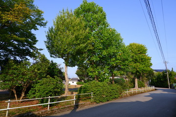 緑が美しい公園