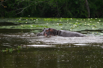 Fototapeta premium Nearly submerged hippotomus in blue water yawns wide open, showing all its teeth, facing mostly towards the camera, Ngorongoro Conservation Area, Tanzania