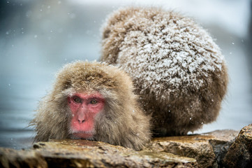 The Japanese macaques at Jigokudani natural hotsprings. Japanese macaque, Scientific name: Macaca fuscata, also known as the snow monkey.