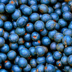 Close up of blueberries