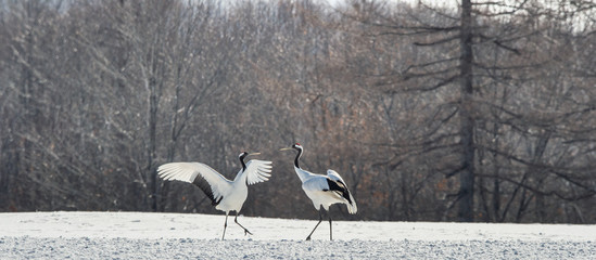 The red-crowned crane . Scientific name: Grus japonensis, also c