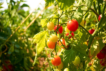 cherry tomatoes in the bush