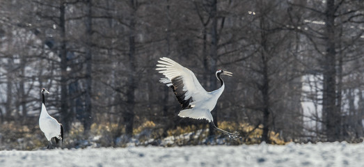 The red-crowned crane . Scientific name: Grus japonensis, also c