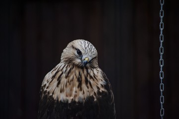 animal in captivity