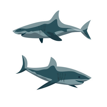 Two sharks in different poses. Wild inhabitants of the sea and ocean. Cartilaginous fish. Realistic Vector Animals