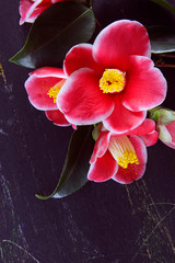 camellia flowers on a dark background