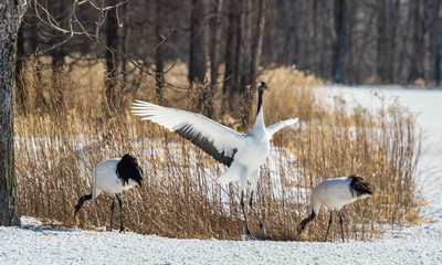 The red-crowned crane . Scientific name: Grus japonensis, also c