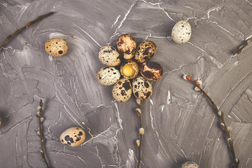 Quail  Easter eggs on grey background with willow branch.