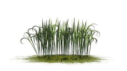 Fantasy Grass on a green area - isolated on white background