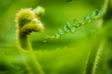 Green on Green © Antuan