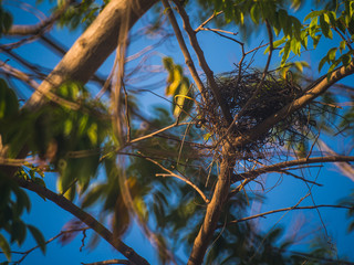 Nest