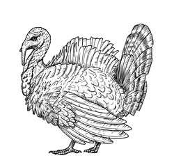 Drawing of domestic turkey bird - hand sketch of adult male, black and white illustration