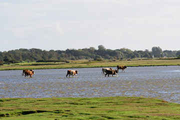 Kuhherde auf den Salzwiesen an der Ostsee