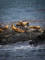 Fototapeta premium group of seals and sea lions, Beagle Channel, Ushuaia, Argentina