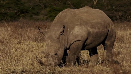 Rhino in Masai Mara park, Kenya