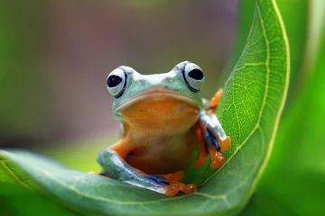 Fotobehang Javan tree frog on leaves, flying frog on green leaves, tree frog on leaves © kuritafsheen