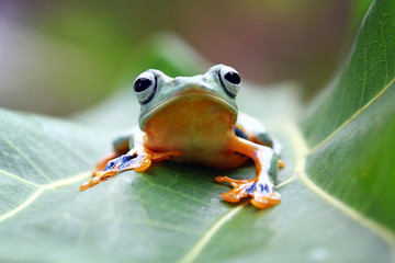 Javan tree frog on leaves, flying frog on green leaves, tree frog on leaves