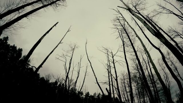 Moving into a spooky forest low angle dolly shot