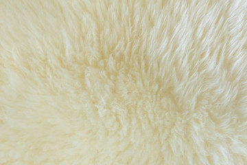background and textured of real white cream wool sheep