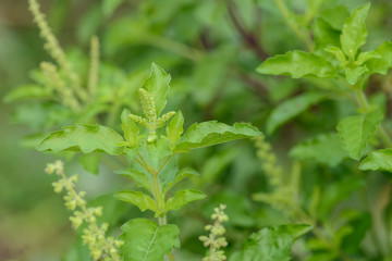 Holy basil in the garden, Thai basil(Ocimum tenuiflorum),spicy herb,Thai herb