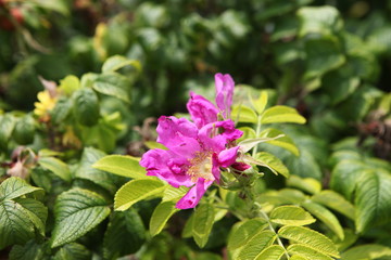 Close up of a flower