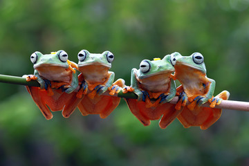 Javan tree frog on aitting on branch, flying frog on branch, tree frog on branch - obrazy, fototapety, plakaty