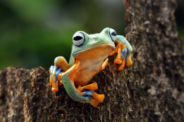 Javan tree frog on aitting on branch, flying frog on branch, tree frog on branch