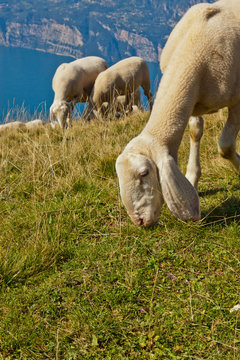 Bergschaf