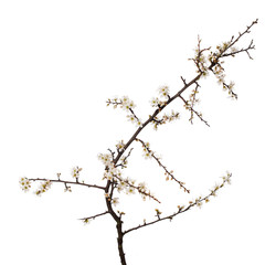 Prunus spinosa, blackthorn aka sloe blossom in springtime, isolated on white background. Delicate white flowers, studio shot.