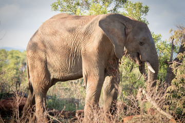 Fototapeta na wymiar Mighty Tuskers - Elephants of Nambiti