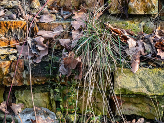 Photo of old ruined brick wall texture overgrown with plants