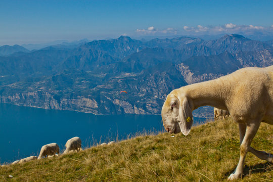 Bergschaf