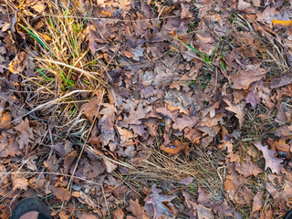 Colorful autumn fallen leaves on brown forest soil background texture