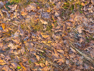 Colorful autumn fallen leaves on brown forest soil background texture