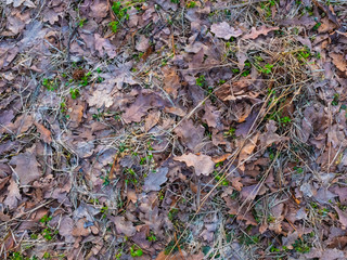 Colorful autumn fallen leaves on brown forest soil background texture