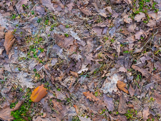 Colorful autumn fallen leaves on brown forest soil background texture