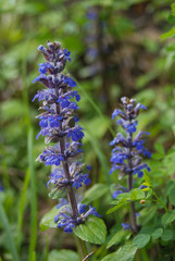fioritura di bugola (Ajuga reptans), infiorescenza in primo piano