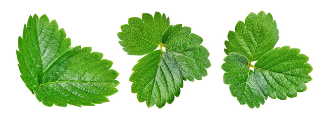 Strawberry leaves Clipping Path