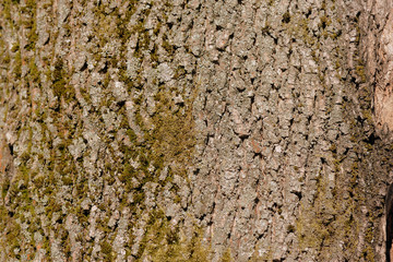 Old tree bark texture with green moss close up. Brown color toned