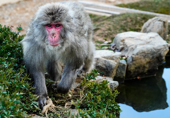 Monkey walk in Kyoto