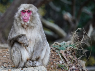 Monkey in Kyoto mountains